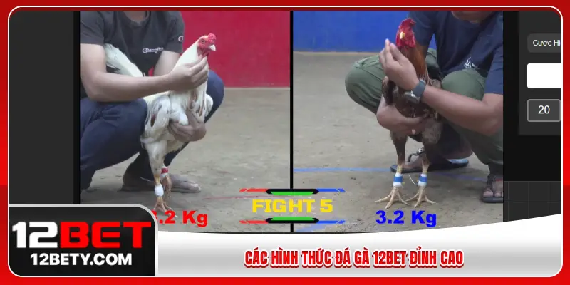 Các hình thức đá gà 12BET đỉnh cao