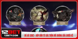 chơi đá gà 12BET